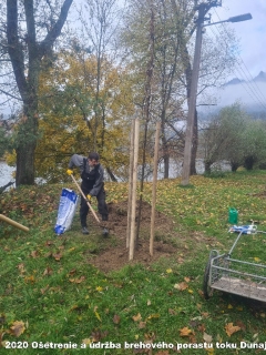 2020 - Ošetrenie a údržba brehového porastu toku Dunajec